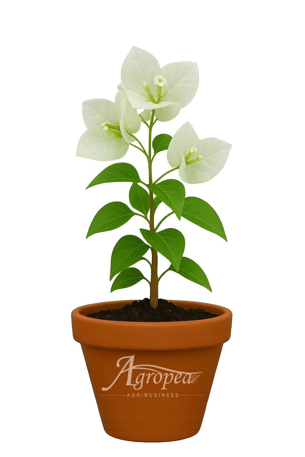 نبتة الجهنمية البيضاء – Bougainvillea White