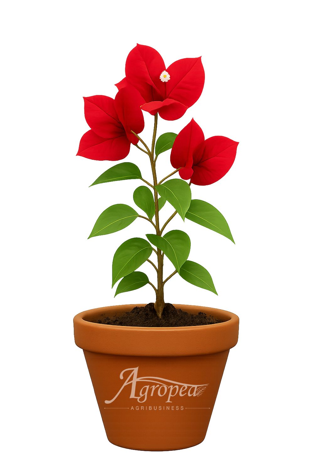 نبتة الجهنمية الحمراء – Bougainvillea Red
