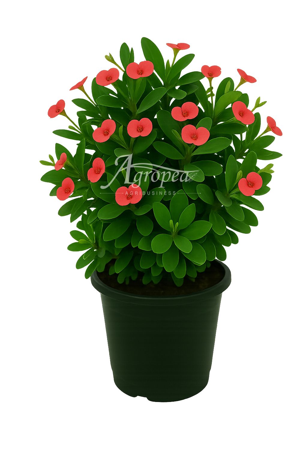 نبتة إيفوربيا ليزر – Euphorbia &#39;Laser&#39;