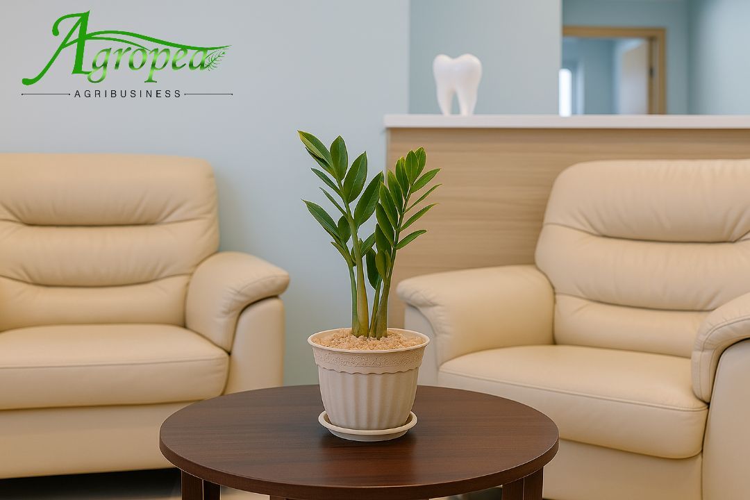 نبتة الزاميا – ZZ Plant