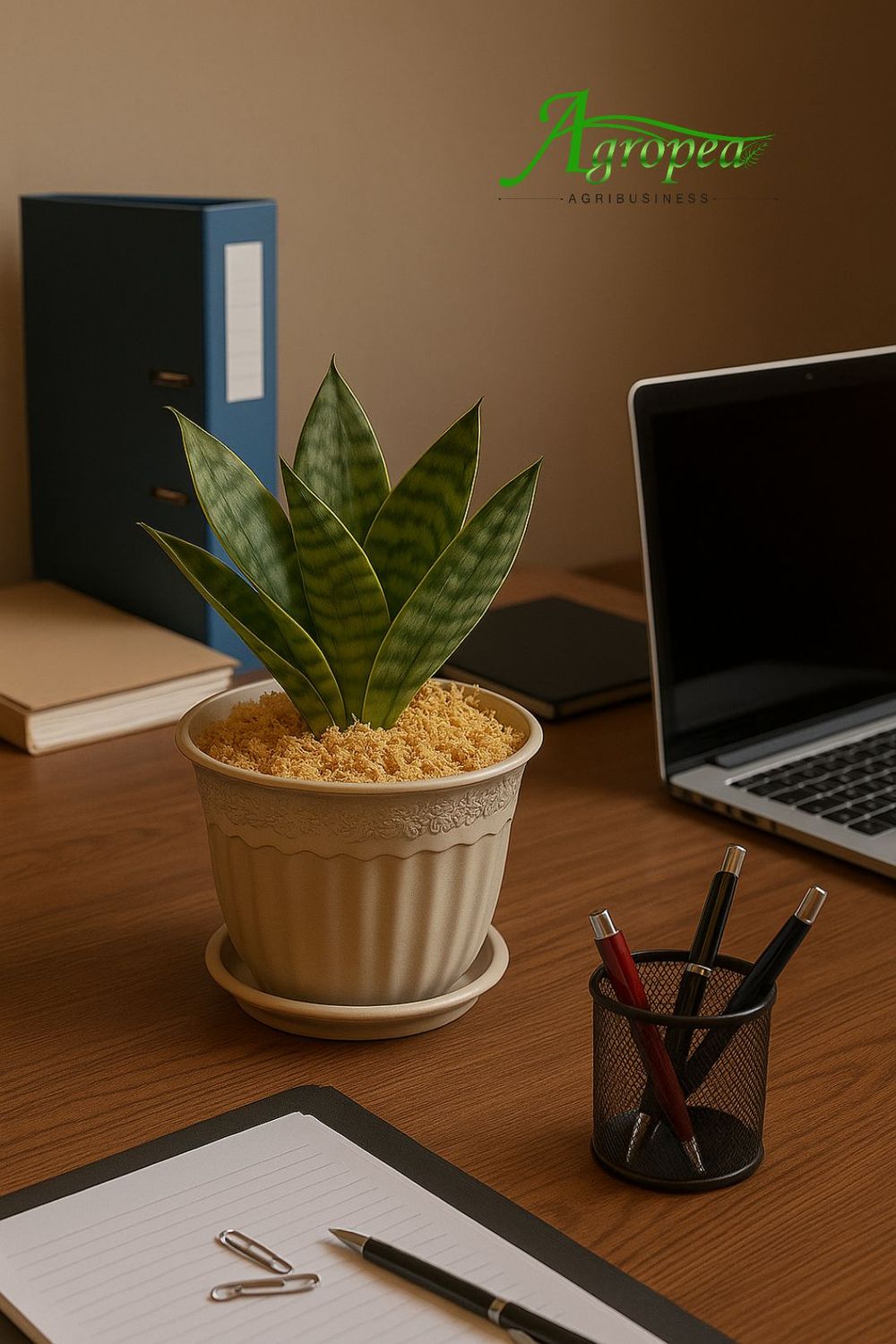 سنسيفيريا قزمية خضراء – Sansevieria &#39;Hahnii Green&#39;