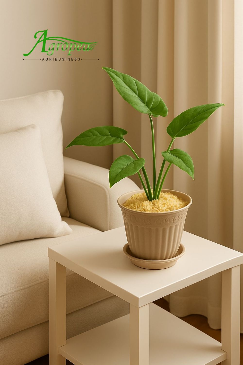 Philodendron hastatum - نبتة فيلوديندرون الظلية