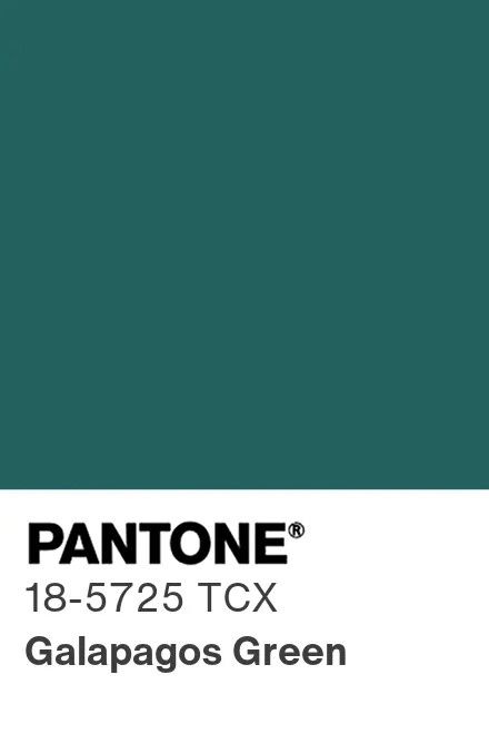 Picot Elastic – Galapagos Green – 14 mm
