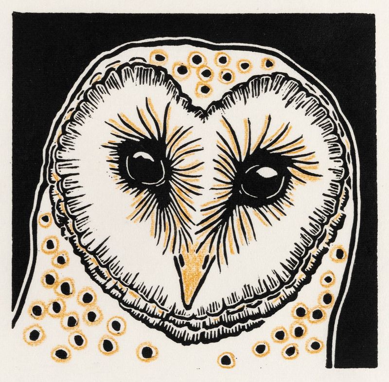 Barn Owl II