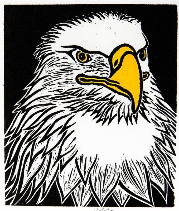Bald Eagle