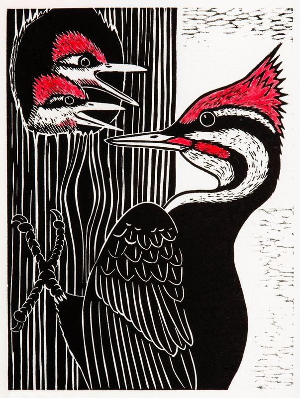 Pileated Woodpecker