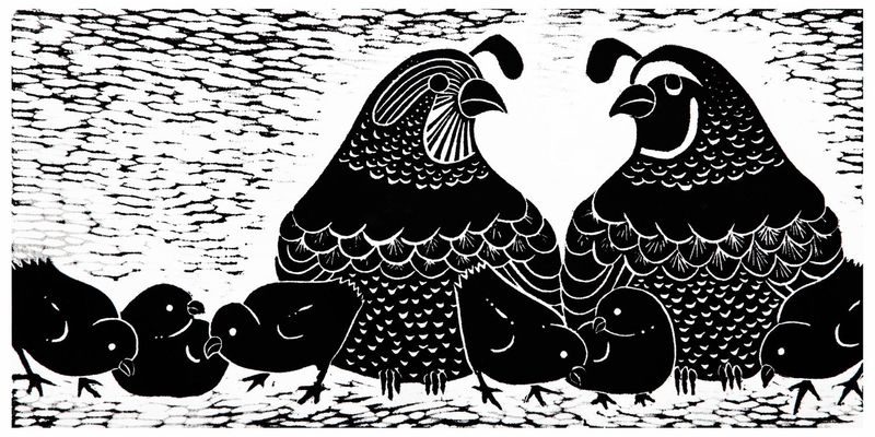 Quail Covey