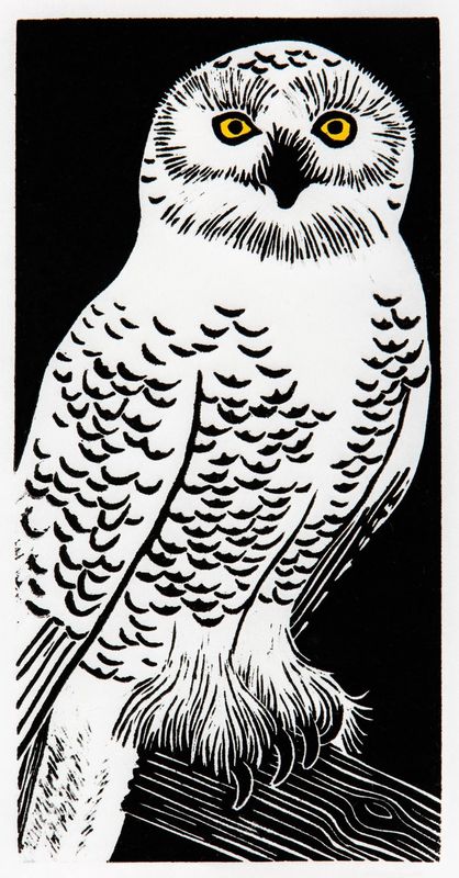 Snowy Owl