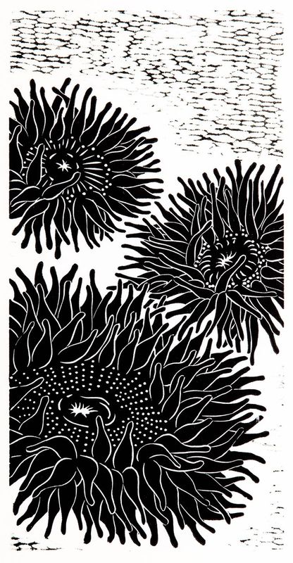 Sea Anemones