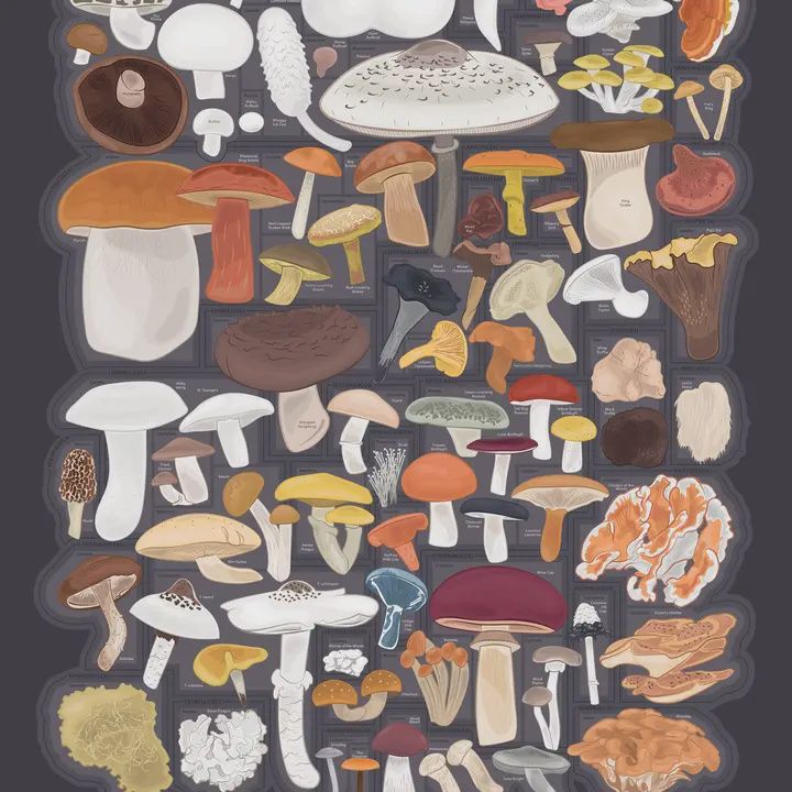 Mushrooms