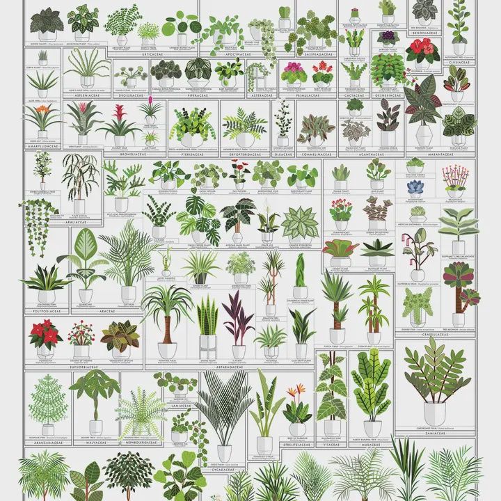 Houseplants