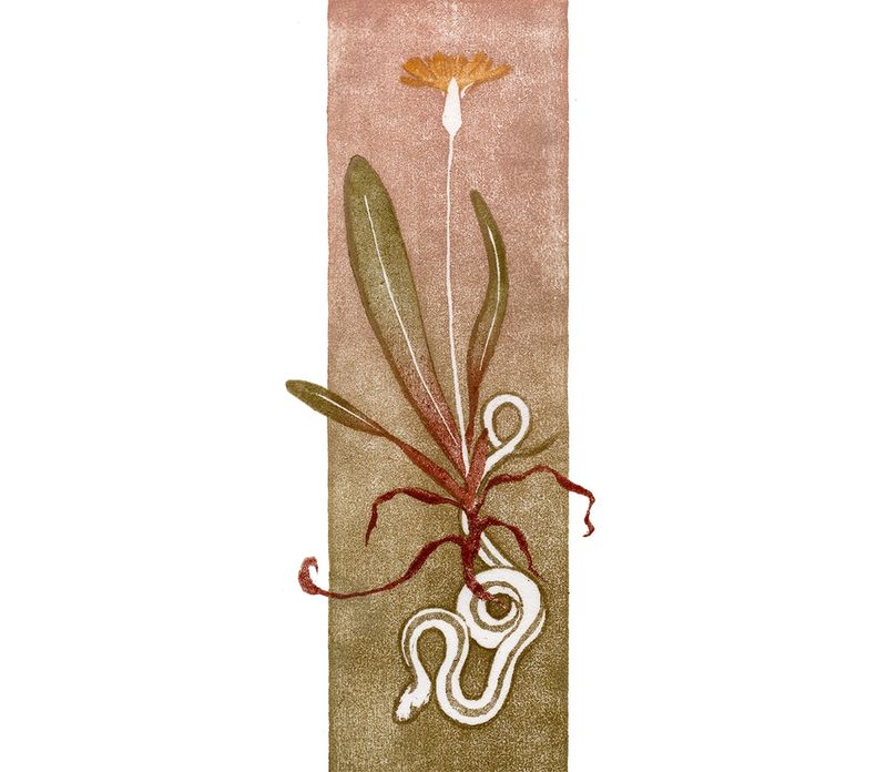 Roots