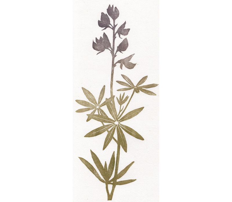 Lupinus