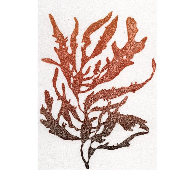 Pacific Dulse