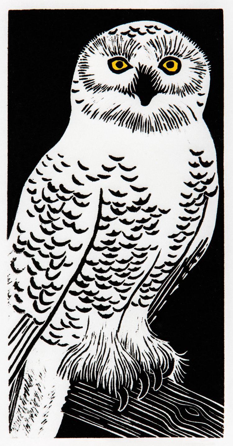 Snowy Owl, Size: 6"x12"