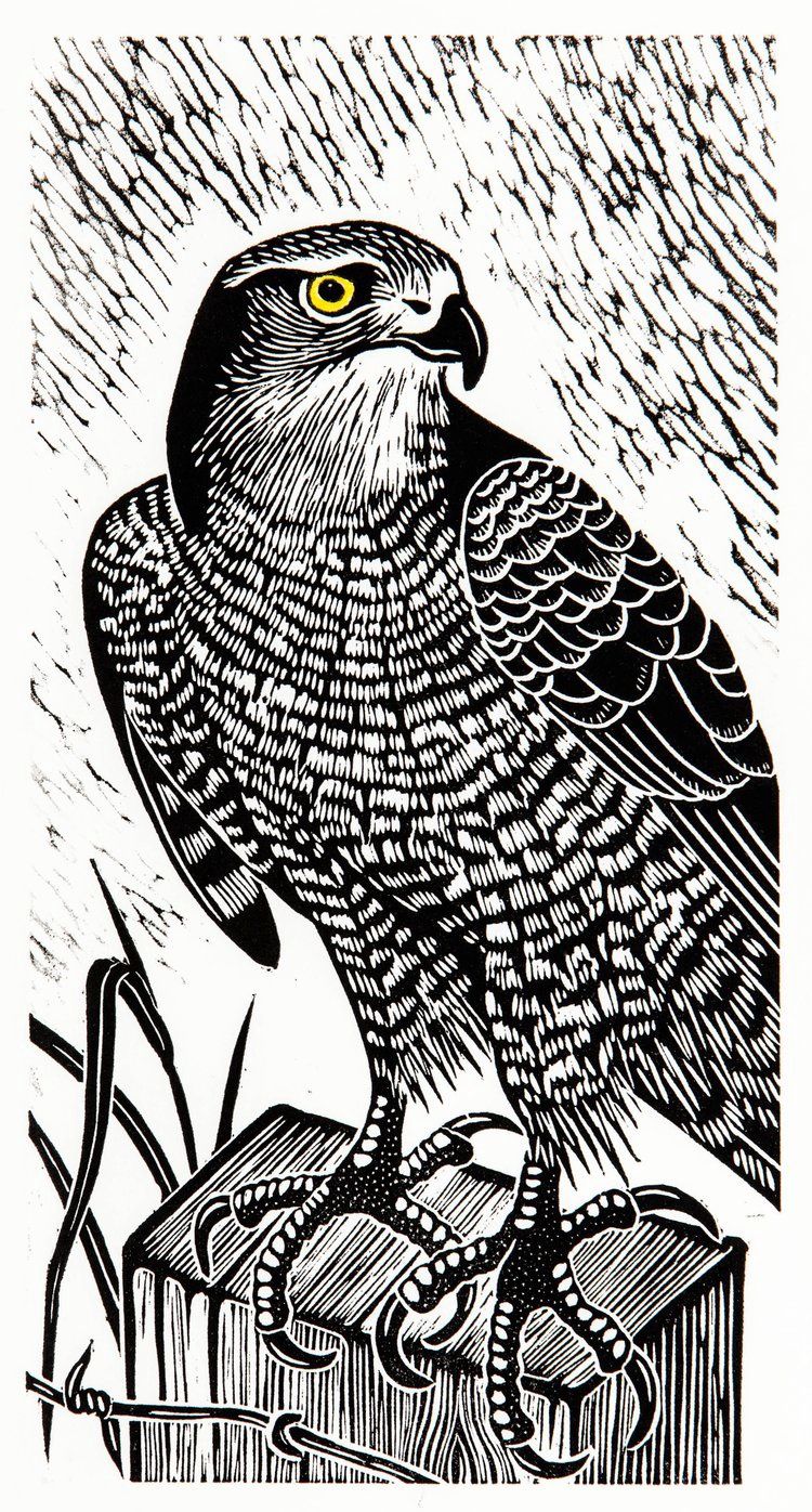 Hawk on Lookout, Size: 6"x12"