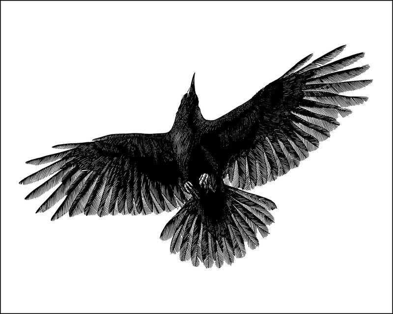 Crow in Flight 14"x11"