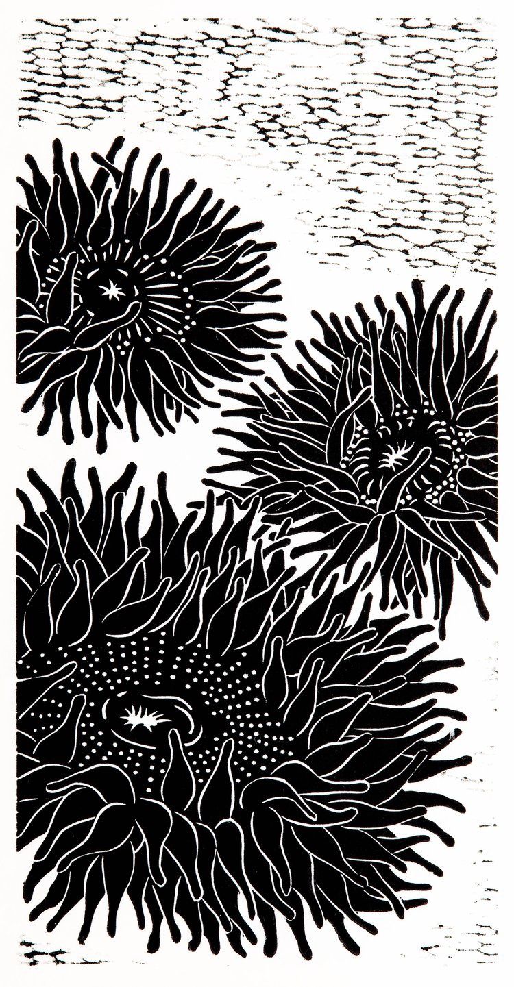 Sea Anemones, Size: 6"x12"
