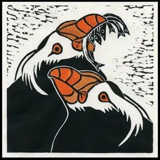 Tufted Puffin Duet