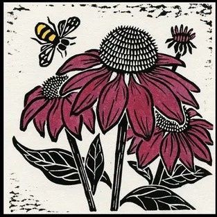 Coneflower