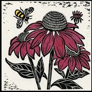 Coneflower, Size: 5"x7"