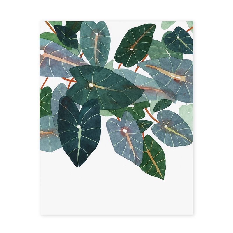 Caladiums