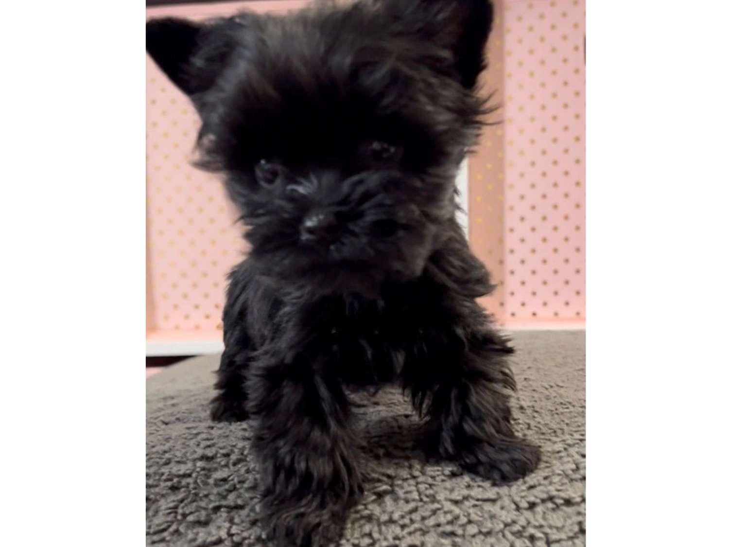 LEO-Yorkshire AKC