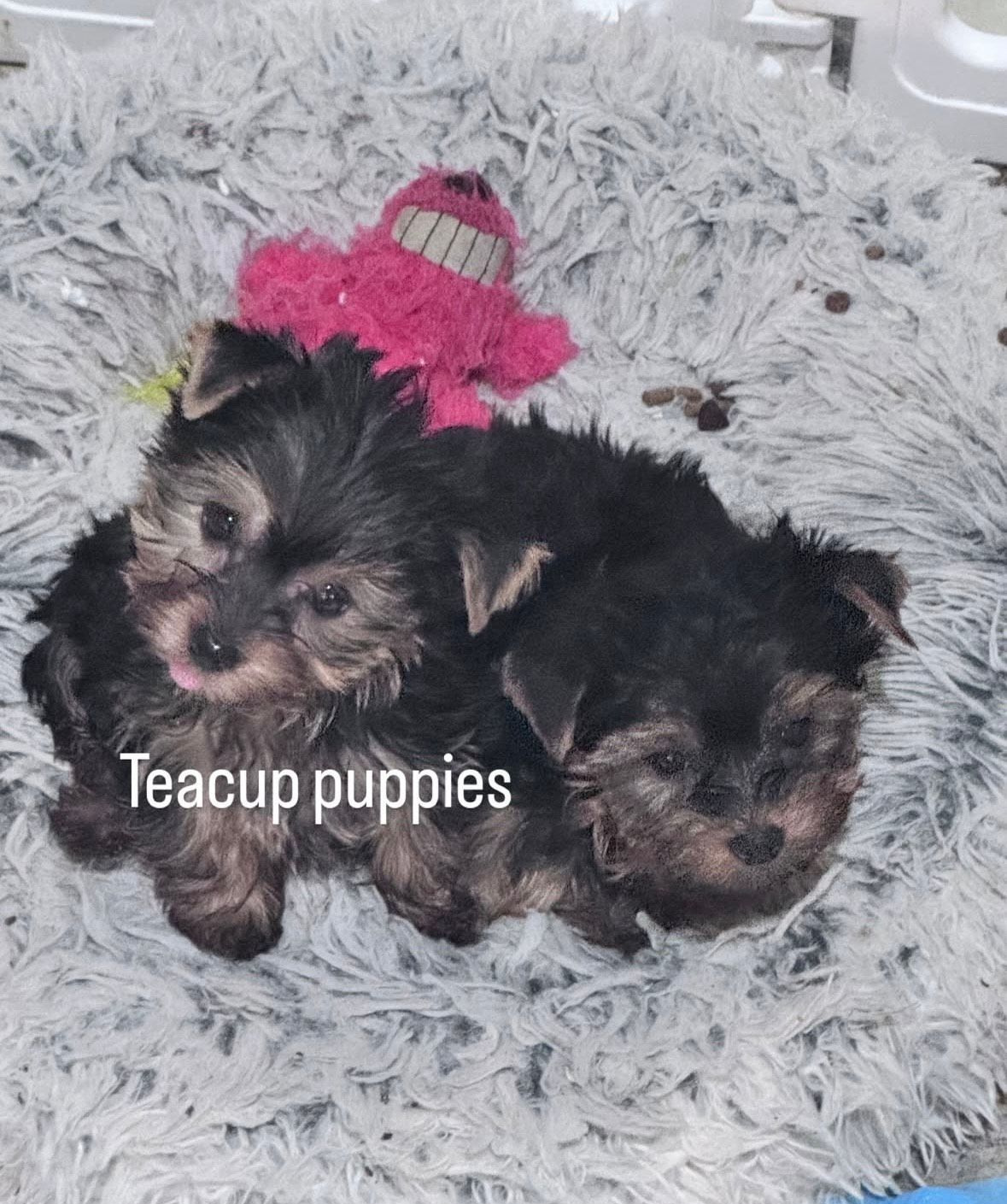 Puppies for sell