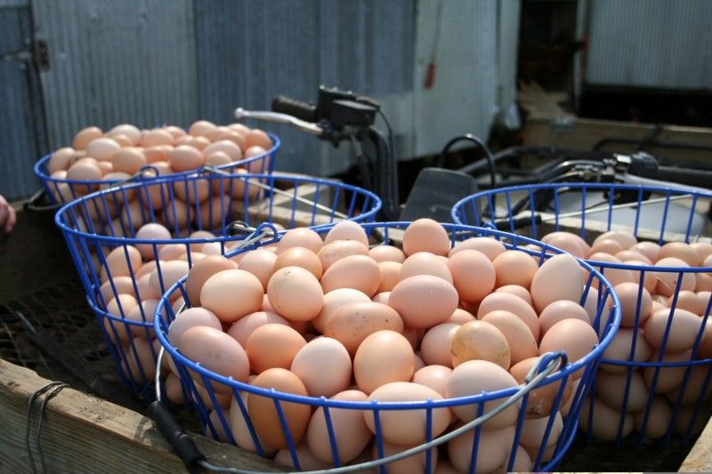 4 Dozen Polyface Hatching Eggs