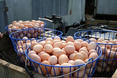 4 Dozen Polyface Hatching Eggs