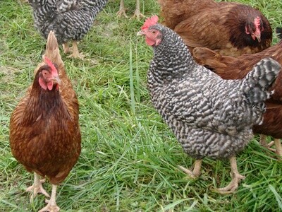 LIVE PULLET