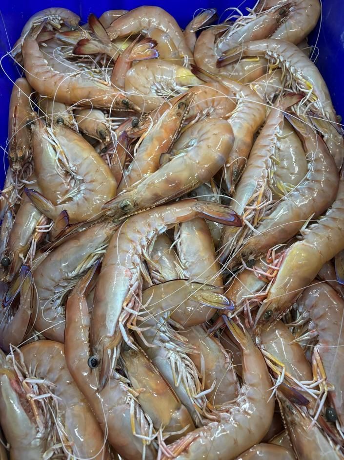 Large Whole Green King Prawns — Northern Rivers Seafood in West Ballina, NSW