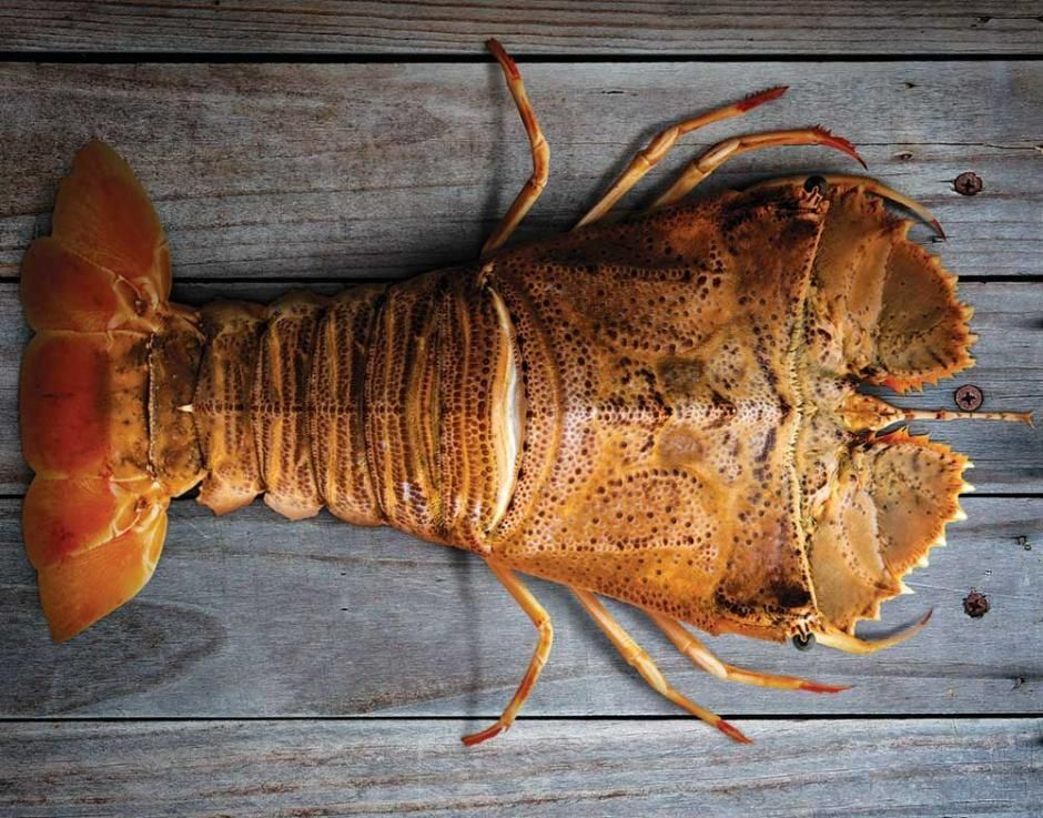 Australian Bug Meat Frozen — Northern Rivers Seafood in West Ballina, NSW