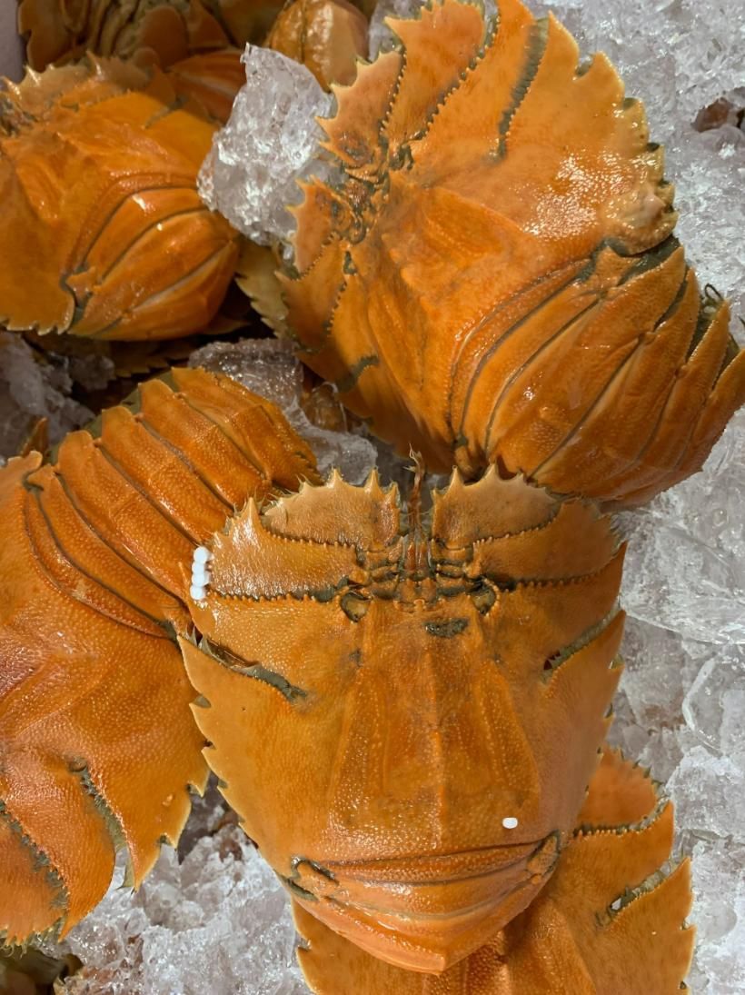 Cooked Balmain Bugs — Northern Rivers Seafood in West Ballina, NSW