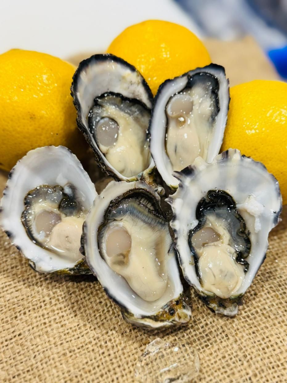 Premium A Grade Pacific Oyster Shucked — Northern Rivers Seafood in West Ballina, NSW