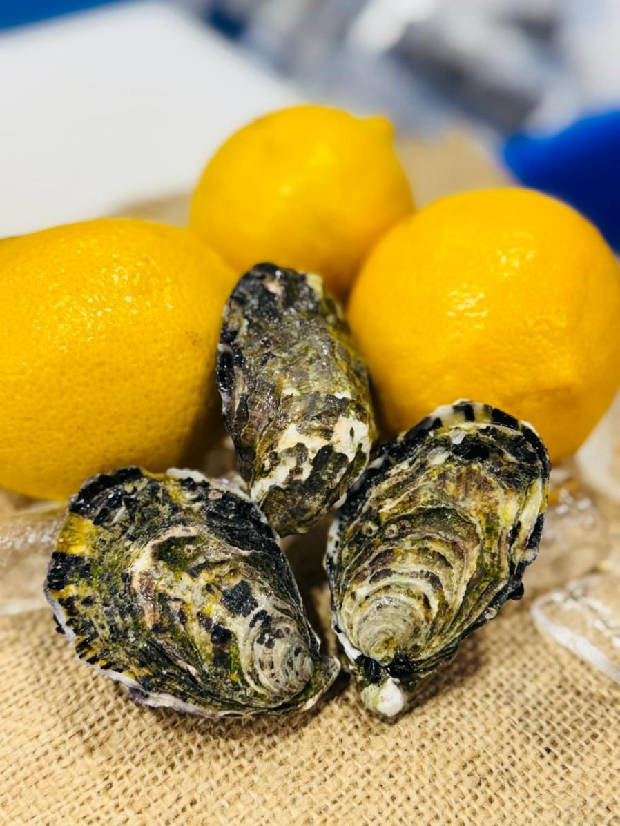 Premium A Grade Pacific Oyster Unshucked — Northern Rivers Seafood in West Ballina, NSW