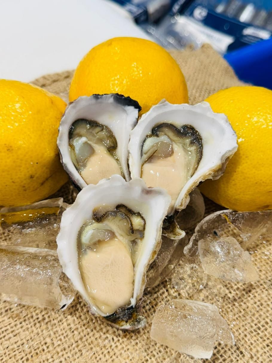 Premium A Grade Sydney Rock Oyster Shucked — Northern Rivers Seafood in West Ballina, NSW

