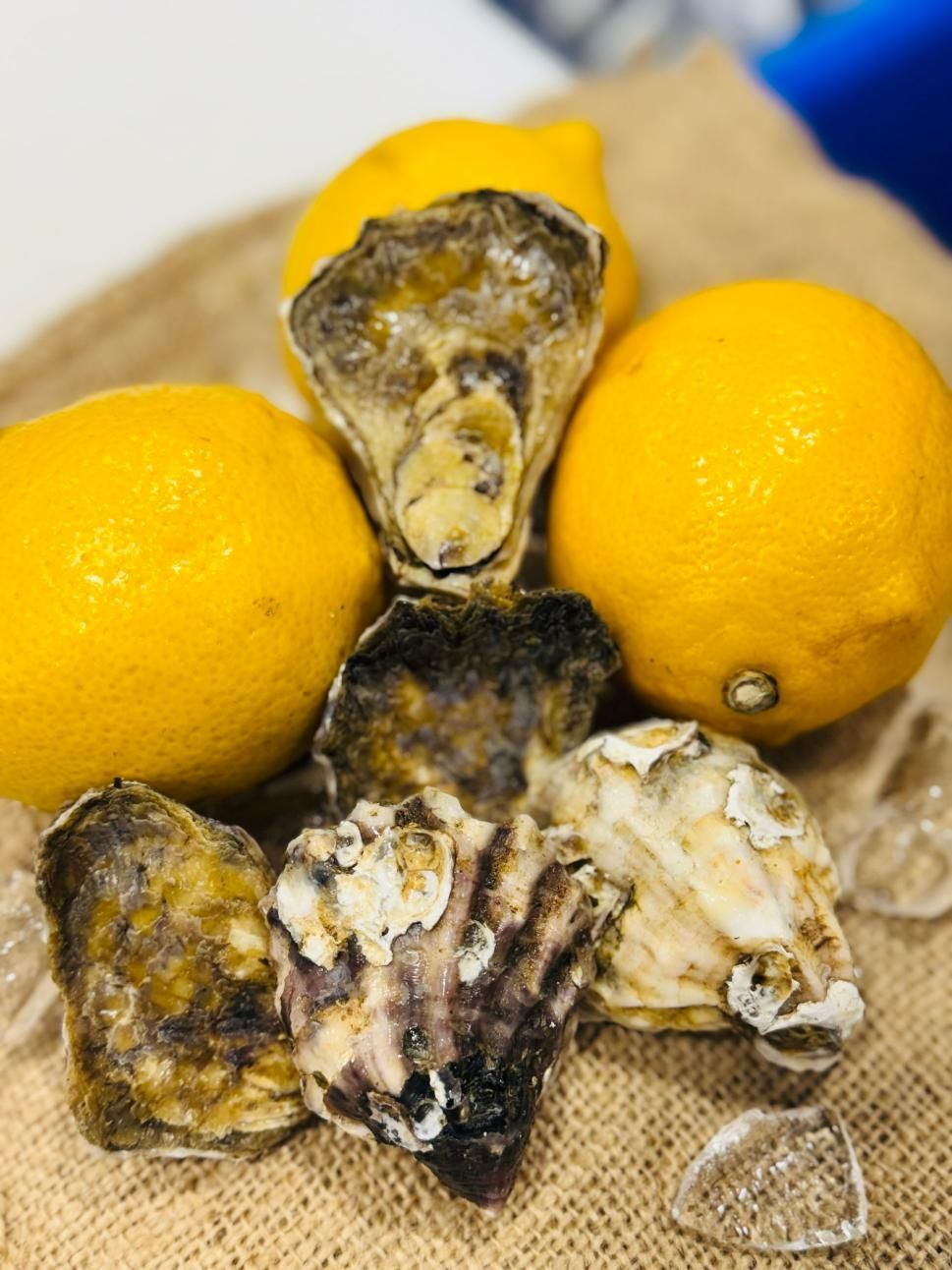 Premium A Grade Sydney Rock Oyster Unshucked — Northern Rivers Seafood in West Ballina, NSW