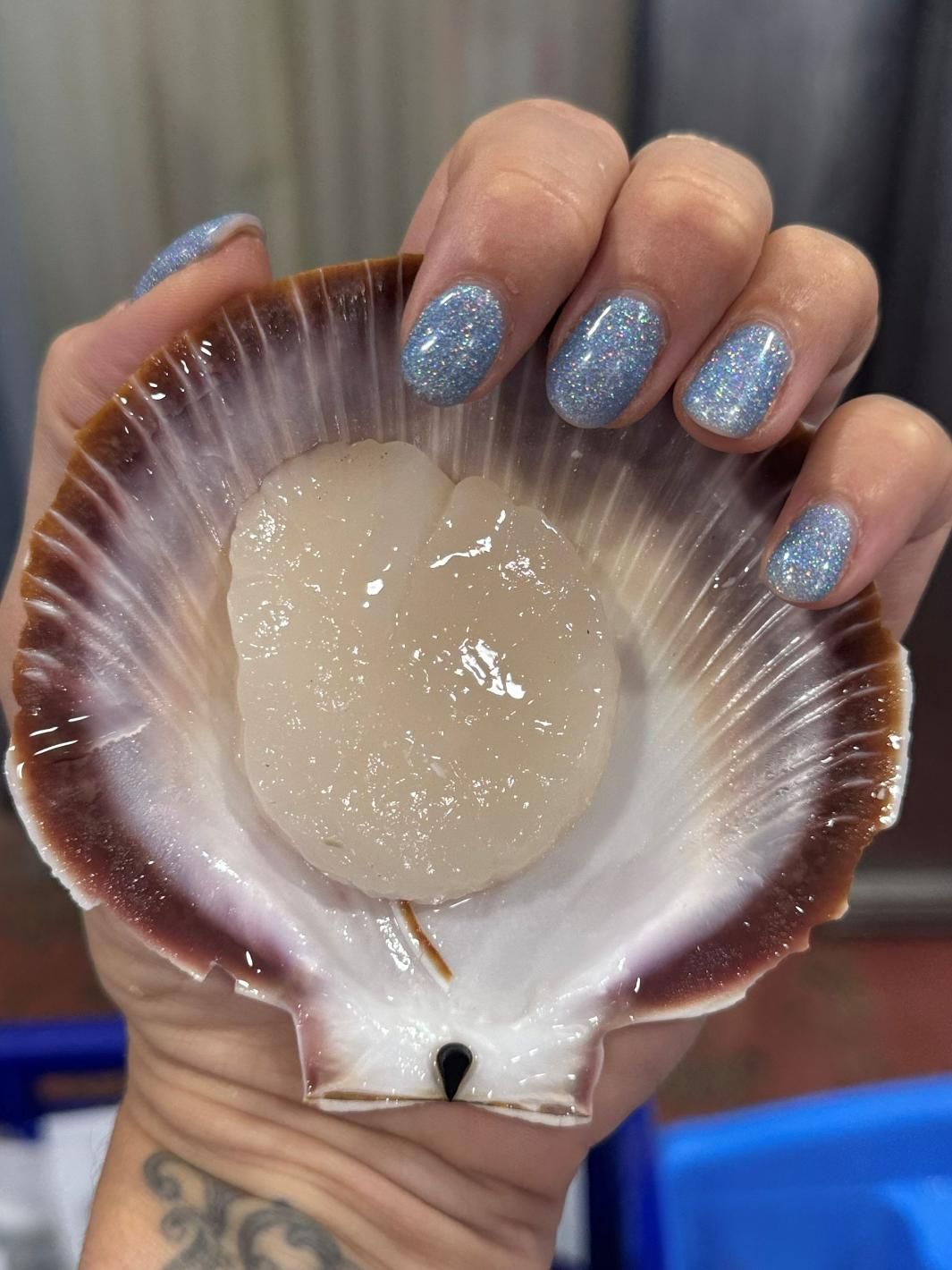 Premium 1/2 Shell WA Scallops — Northern Rivers Seafood in West Ballina, NSW