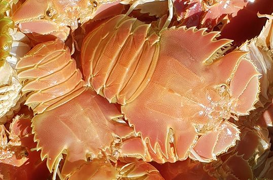 Bugs — Northern Rivers Seafood in West Ballina, NSW