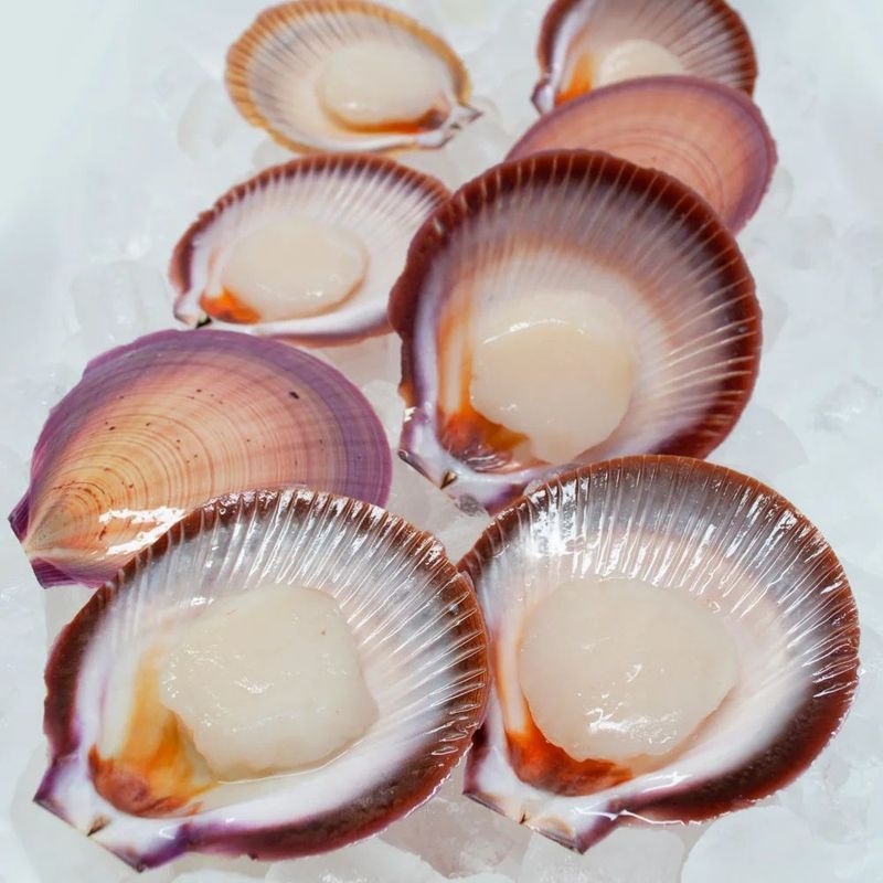 Scallops — Northern Rivers Seafood in West Ballina, NSW