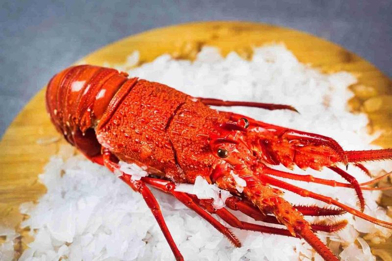 Lobster — Northern Rivers Seafood in West Ballina, NSW