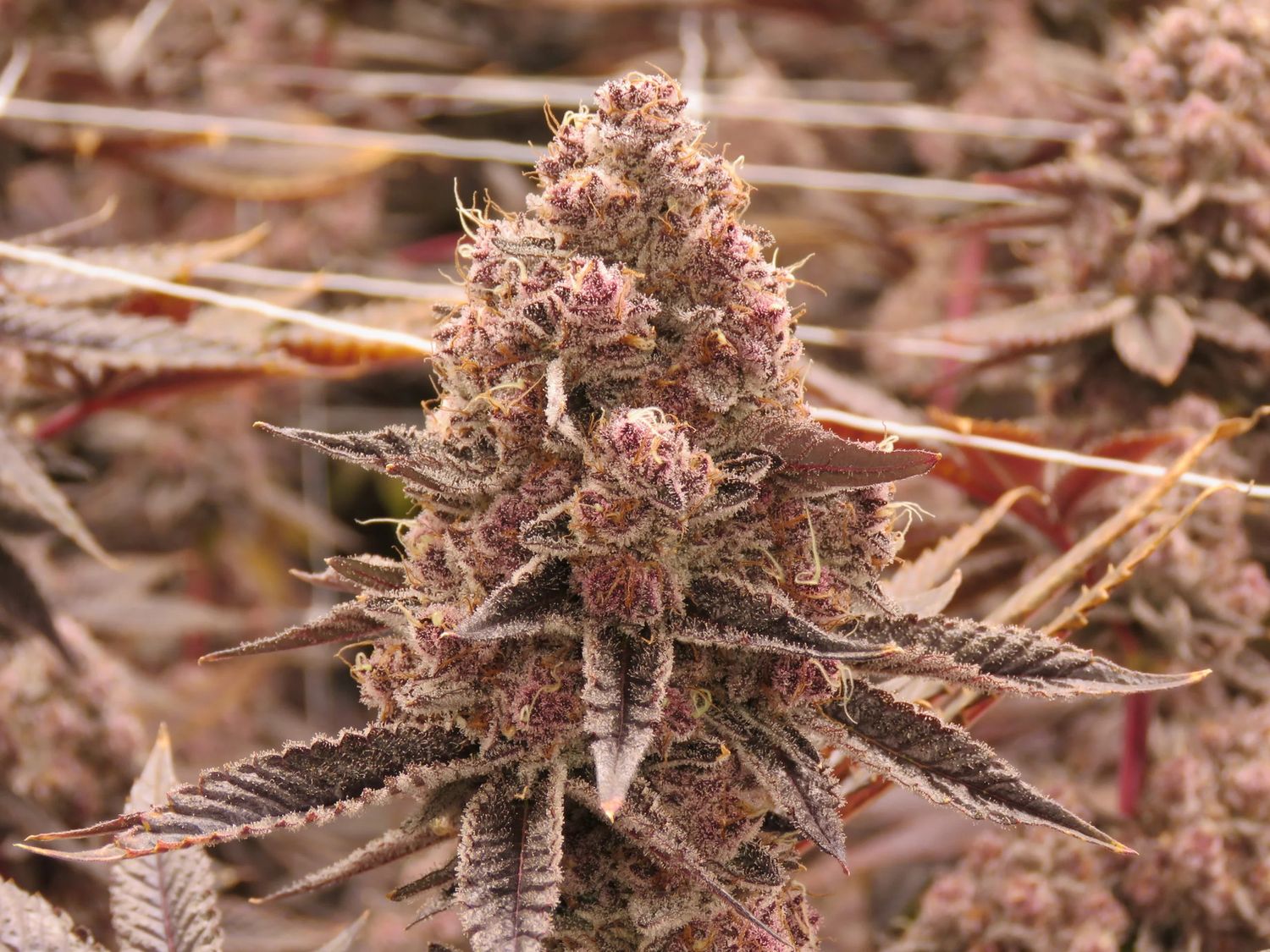 Michigan Cherries THCA Flower One Gram (Indica) (Mid Grade)