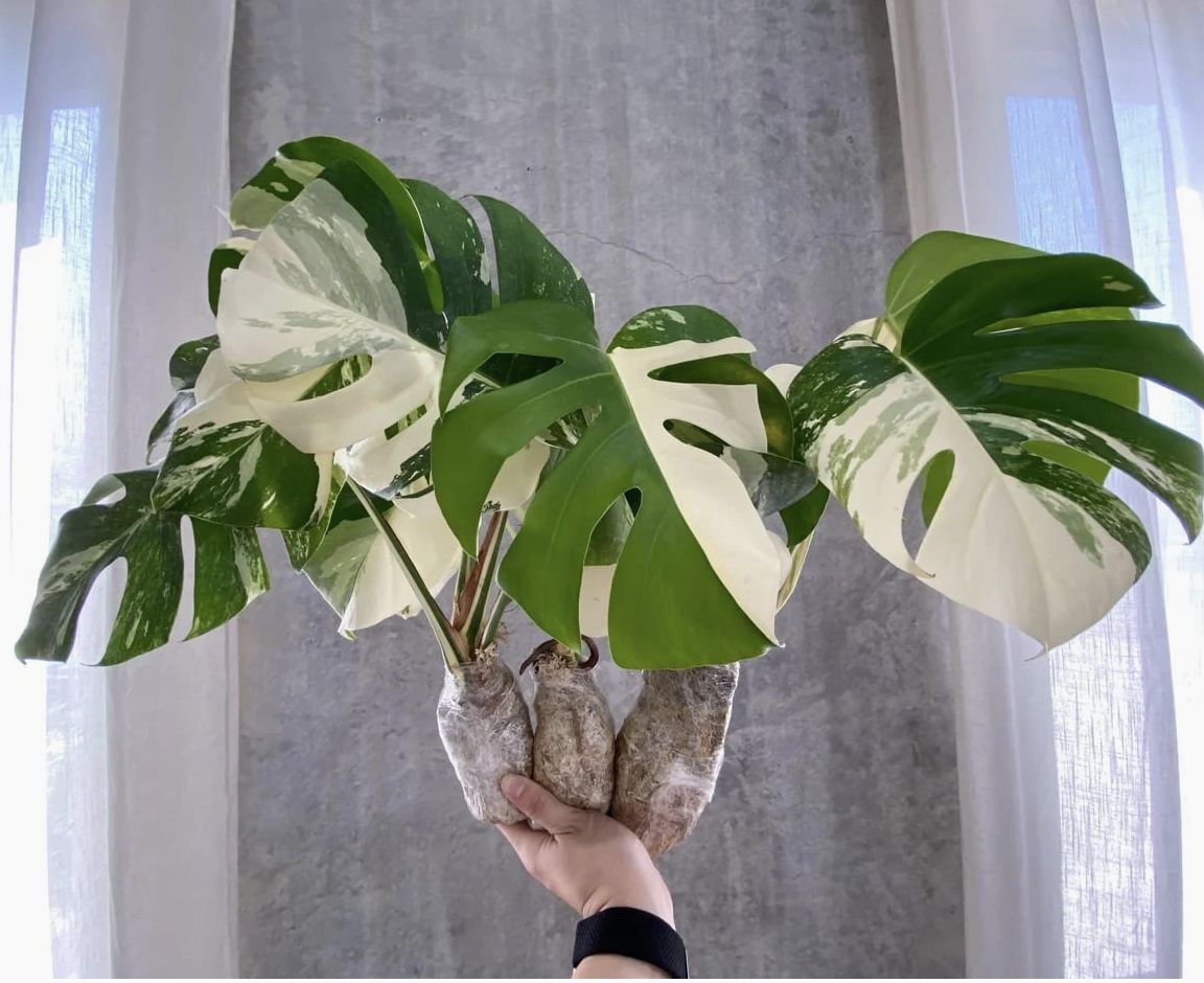 2-4 Leaf Monstera Deliciosa 'Albo-Variegata' Bare Root