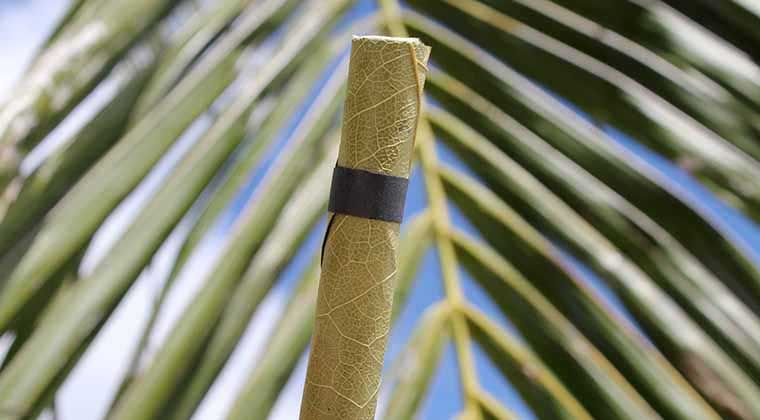 King Palm Singles King Palm Singles