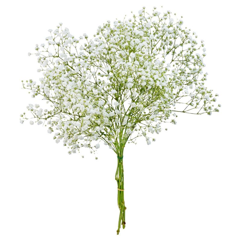 Gypsophilia "Baby's Breath" Bunch