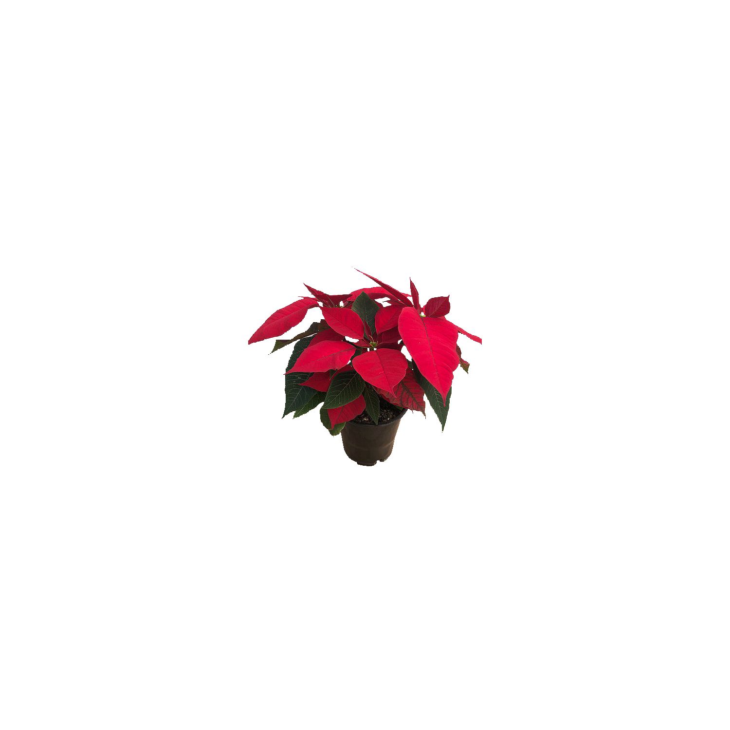 The Floral Shoppe Branched Poinsettia Plant, 1 each