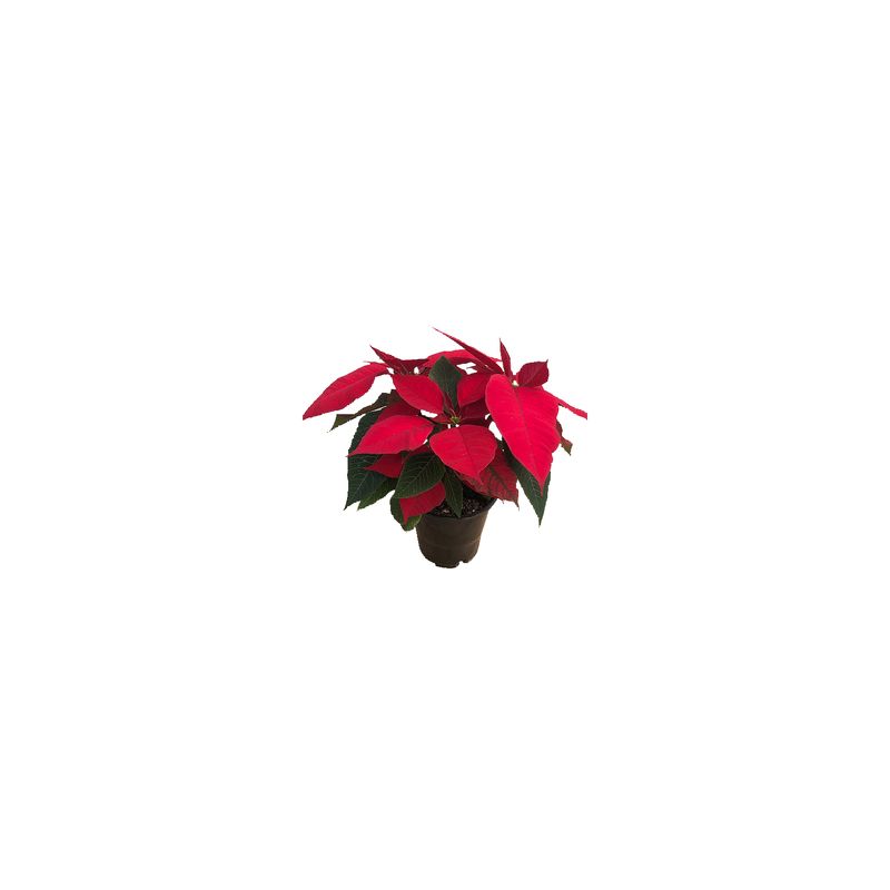 The Floral Shoppe Branched Poinsettia Plant, 1 each