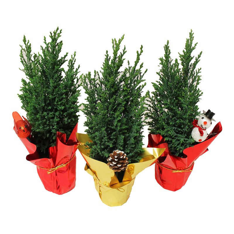 The Floral Shoppe Ellwoodii Cypress Tree, 1 each