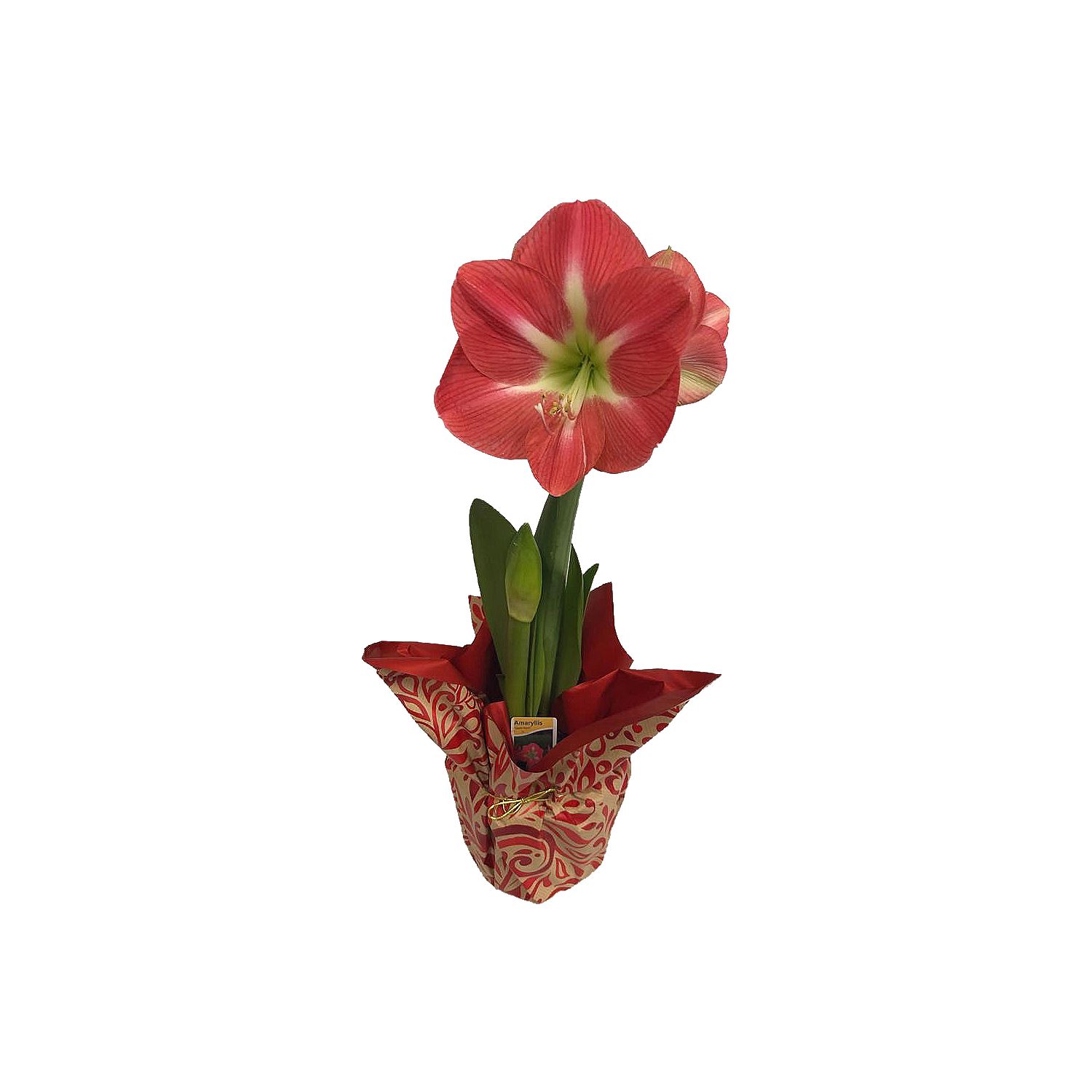 The Floral Shoppe Amaryllis Plant, 1 each